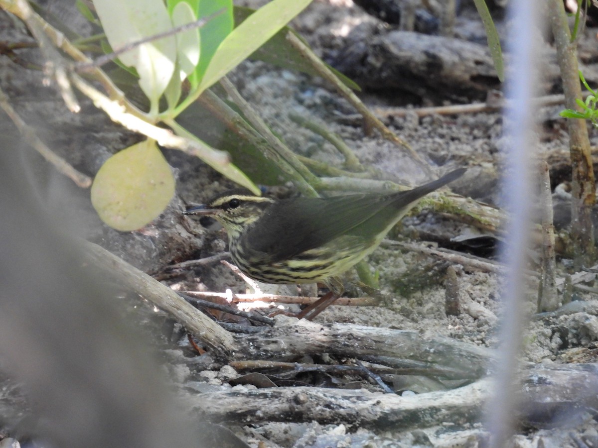Northern Waterthrush - ML645478435