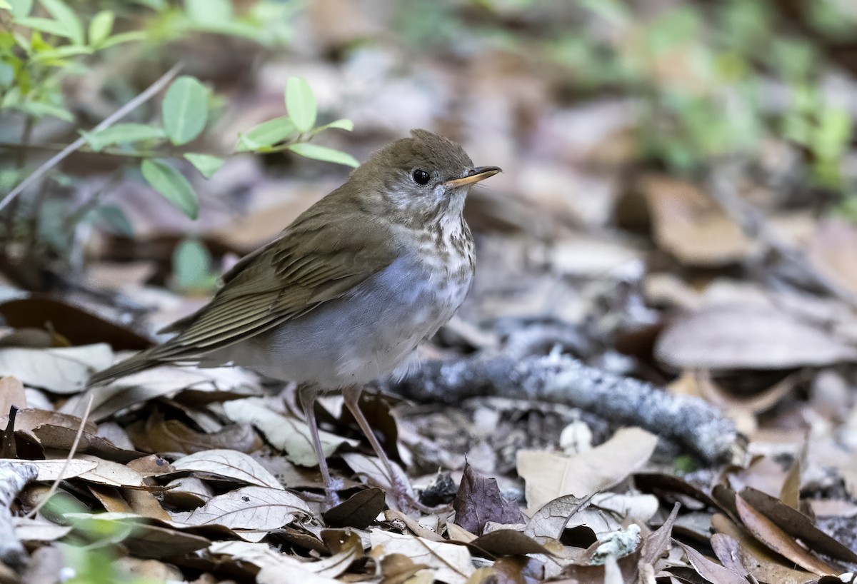 Gray-cheeked Thrush - ML645478436