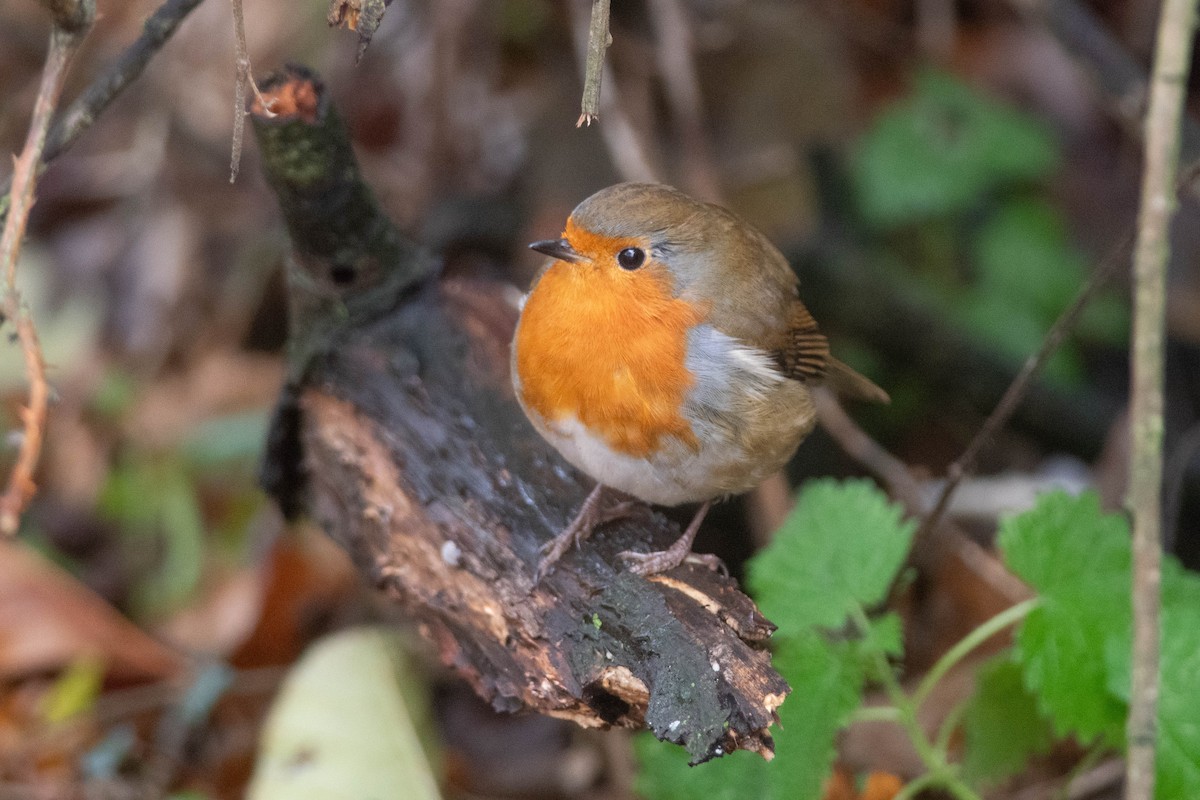 červenka obecná - ML645478439