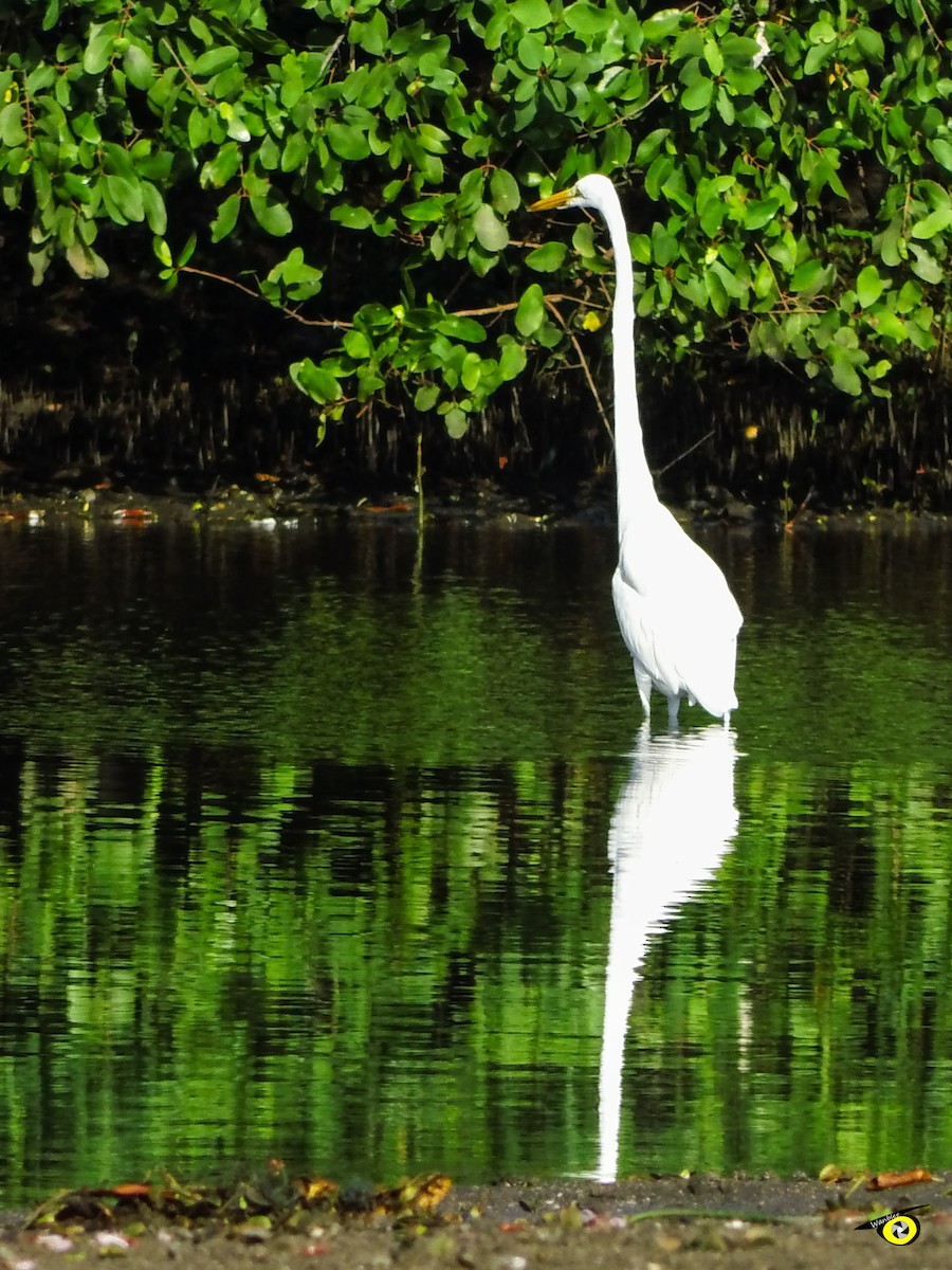 Silberreiher - ML645478441