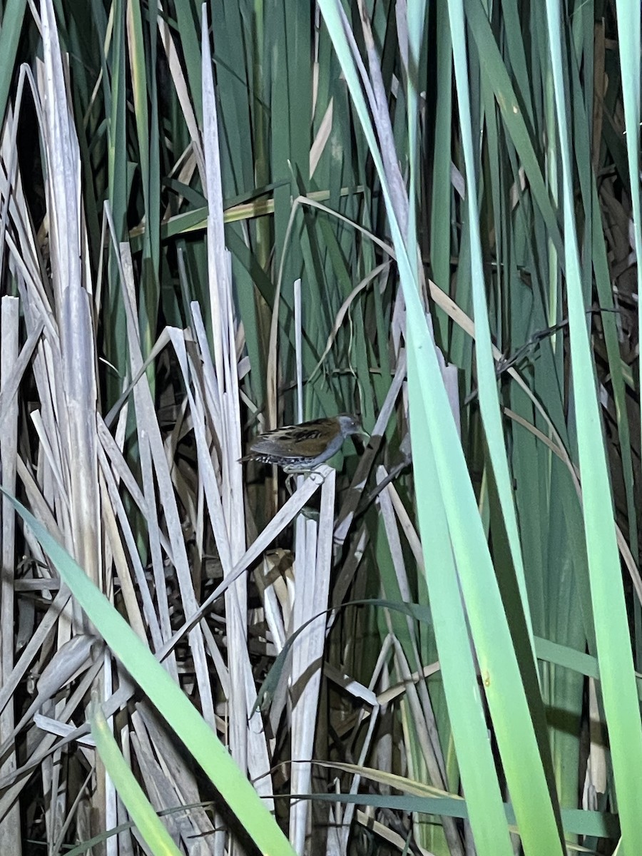 Baillon's Crake - ML645478442