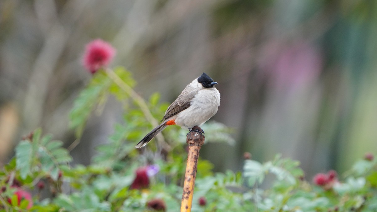 Bulbul urre-ipurdia - ML645478448