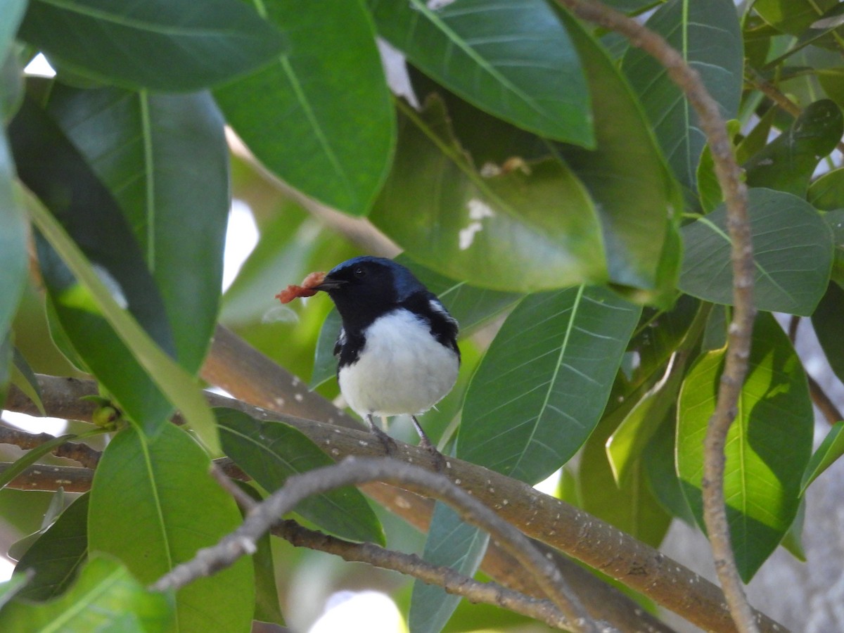 Black-throated Blue Warbler - ML645478455