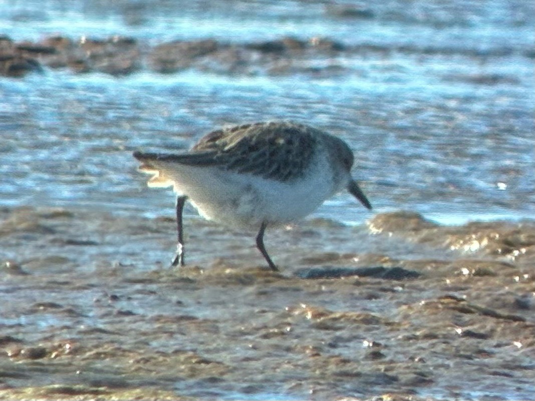 Semipalmated Sandpiper - ML645478458