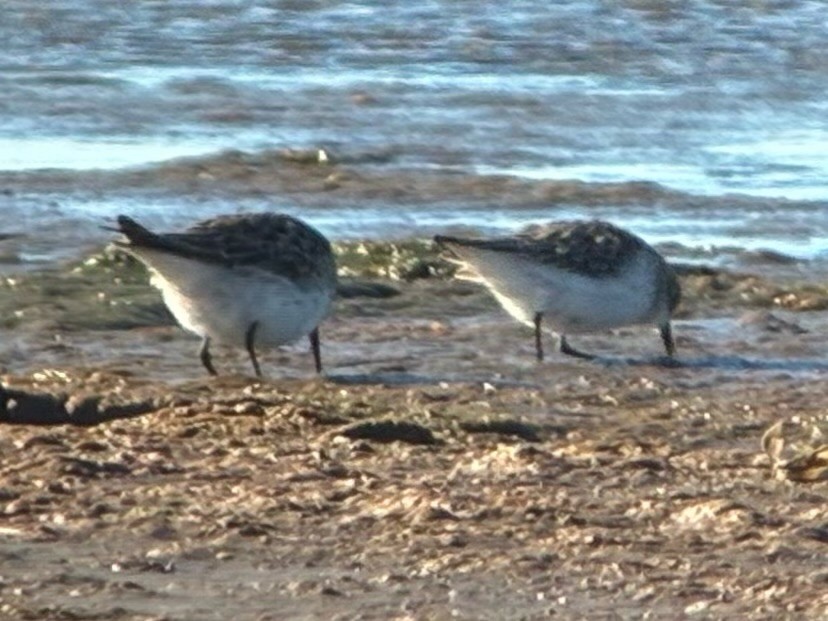 Semipalmated Sandpiper - ML645478459