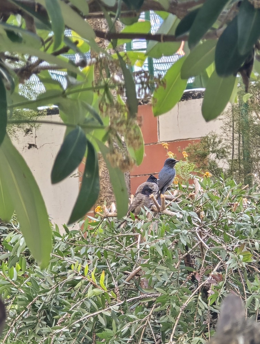 Black Drongo - ML645478463