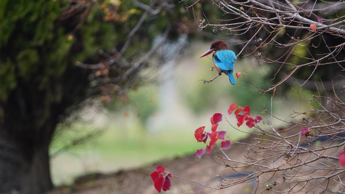 White-throated Kingfisher - ML645478474