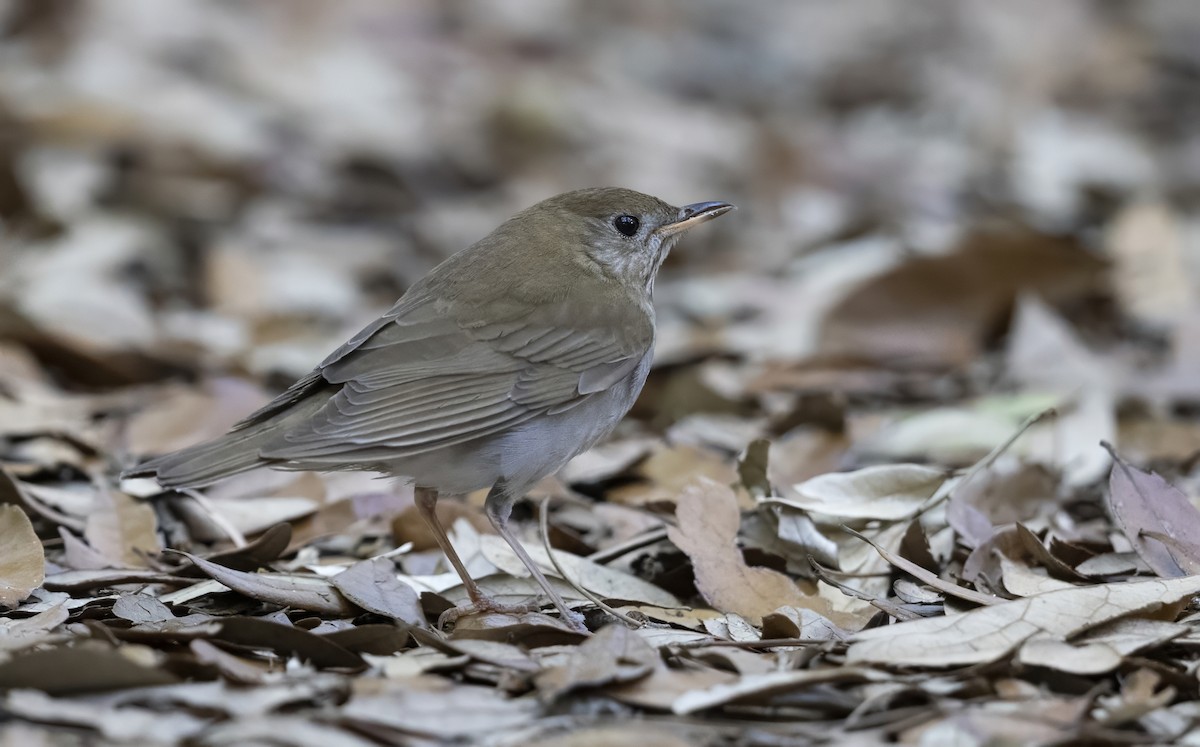 Gray-cheeked Thrush - ML645478481