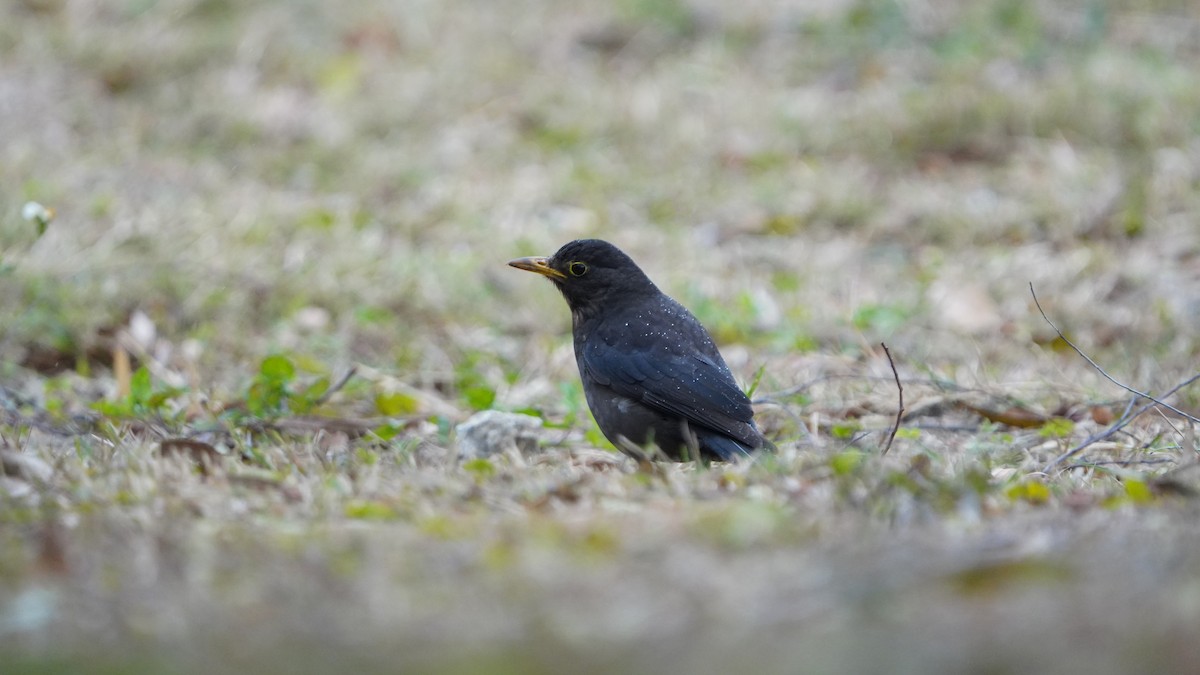 Chinese Blackbird - ML645478491
