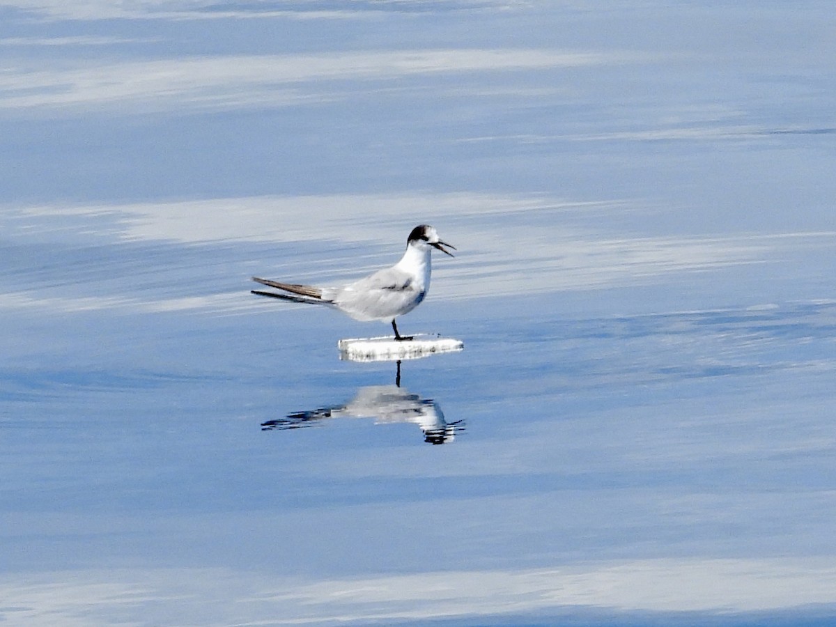 rybák obecný - ML645478494