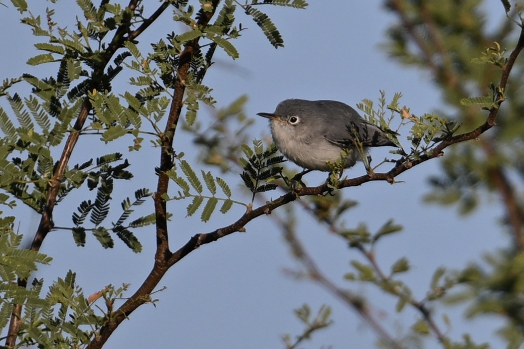 Голубая комароловка - ML645478497