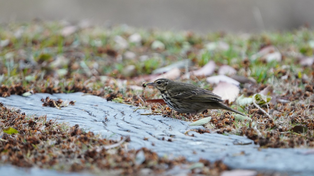 Hodgson txirta - ML645478508