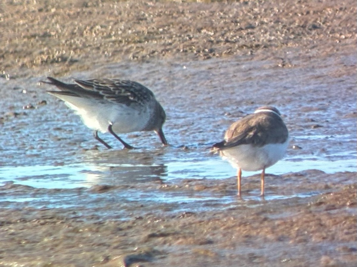 White-rumped Sandpiper - ML645478511