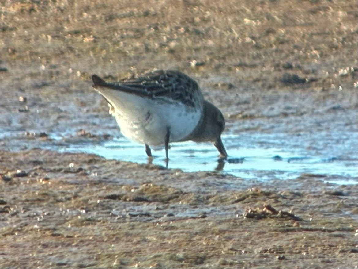 White-rumped Sandpiper - ML645478512