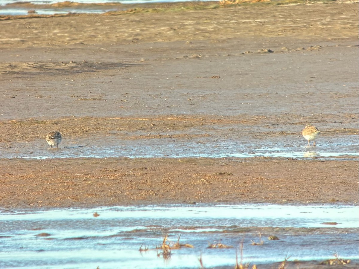 White-rumped Sandpiper - ML645478513