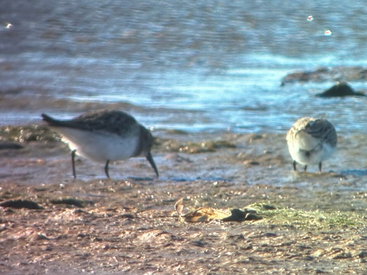 White-rumped Sandpiper - ML645478515