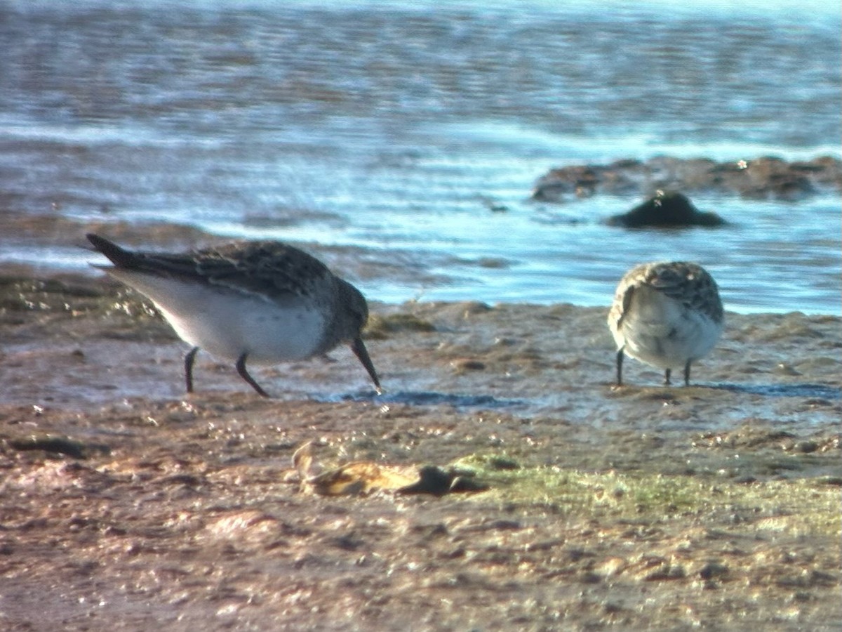 White-rumped Sandpiper - ML645478516