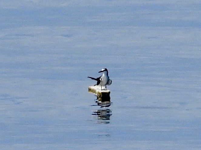 Bridled Tern - ML645478542
