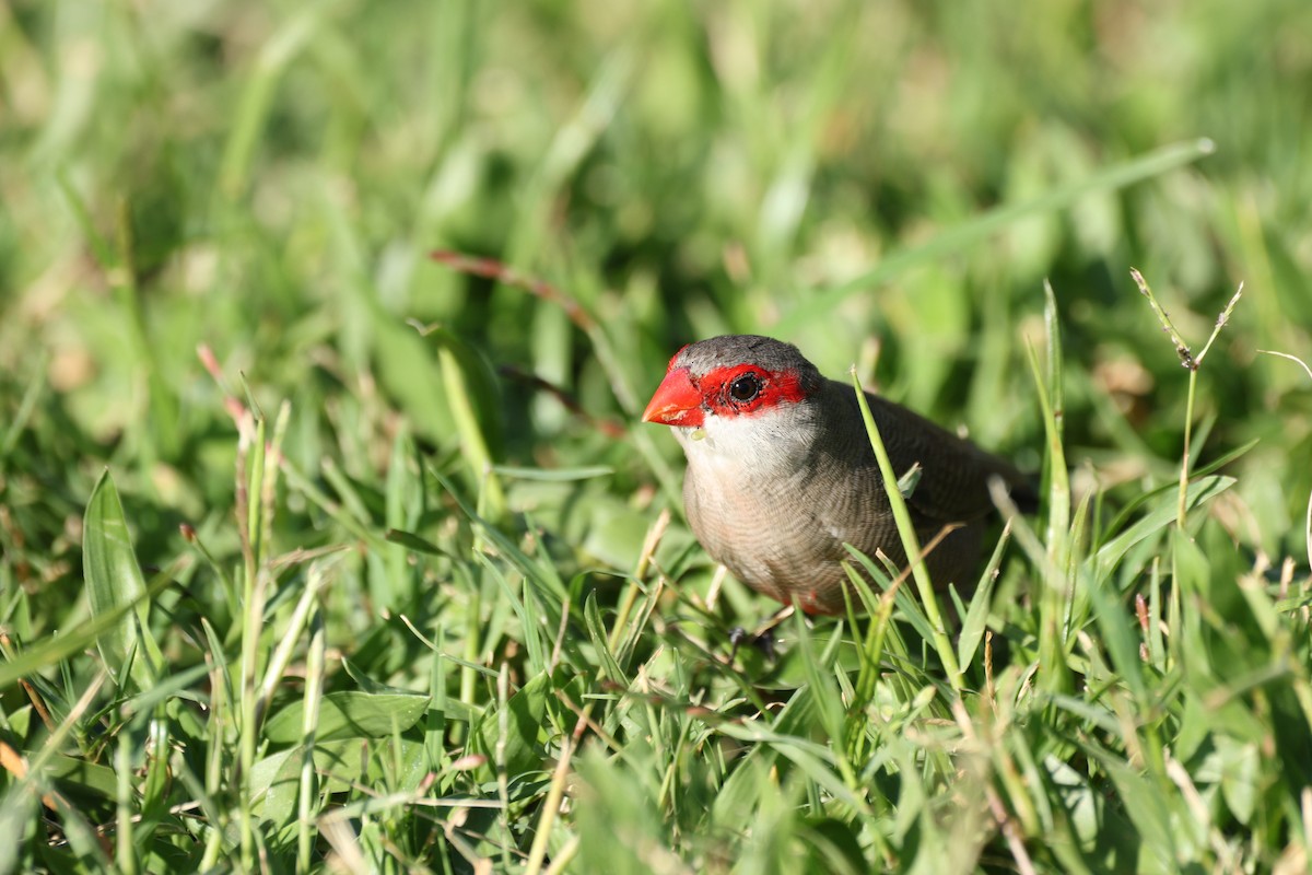 Common Waxbill - ML645478545