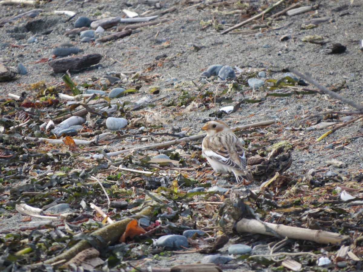Snow Bunting - ML645478570