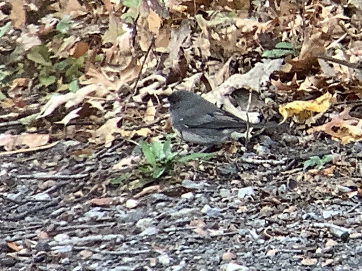 Dark-eyed Junco - ML645478583
