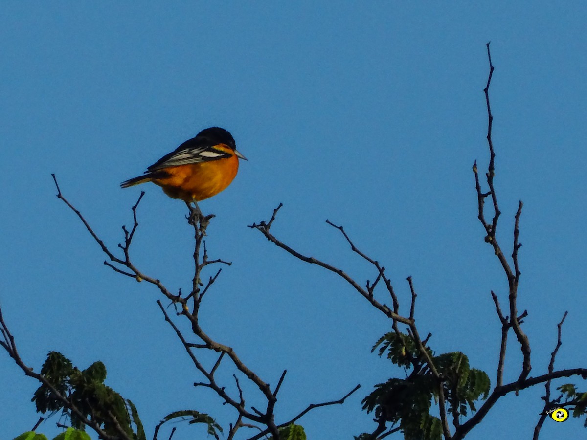 Baltimore Oriole - ML645478584