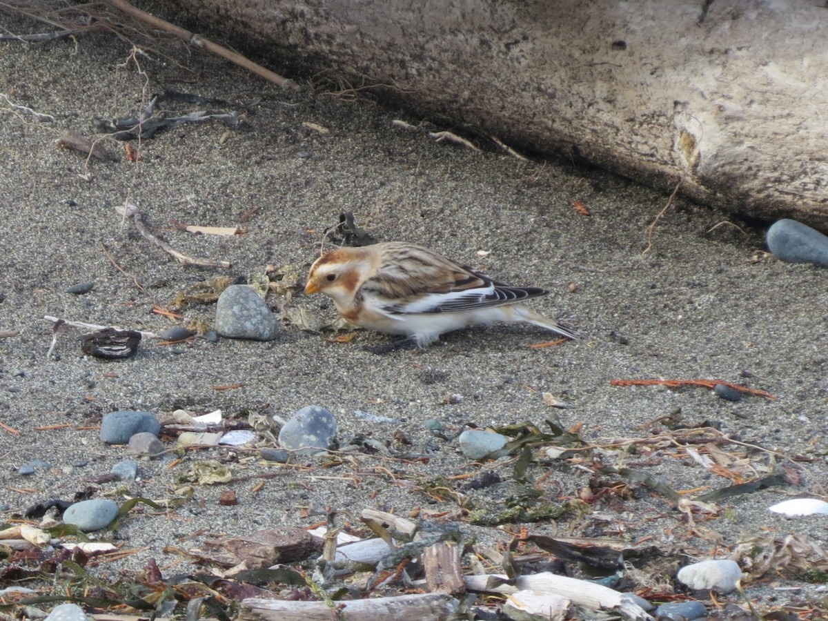 Snow Bunting - ML645478585