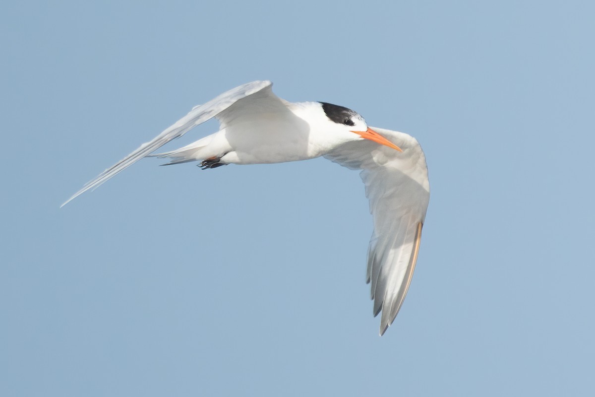 Elegant Tern - ML645478586