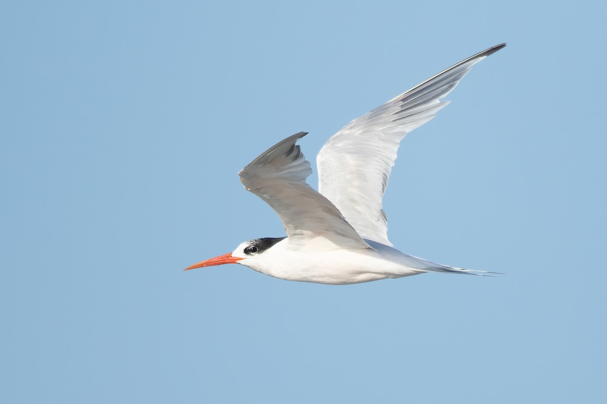 Elegant Tern - ML645478587