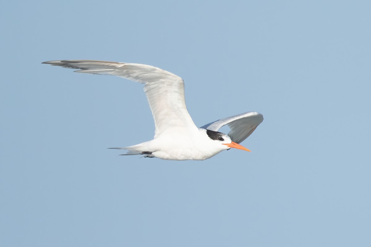 Elegant Tern - ML645478588
