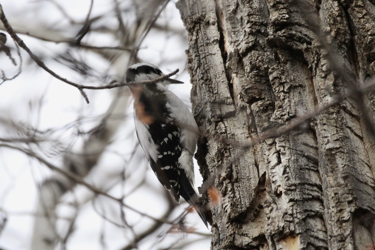 Hairy Woodpecker - ML645478589