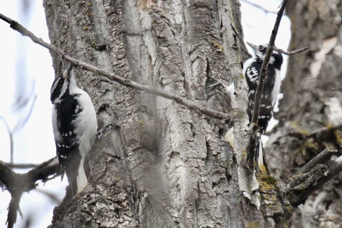 Hairy Woodpecker - ML645478590