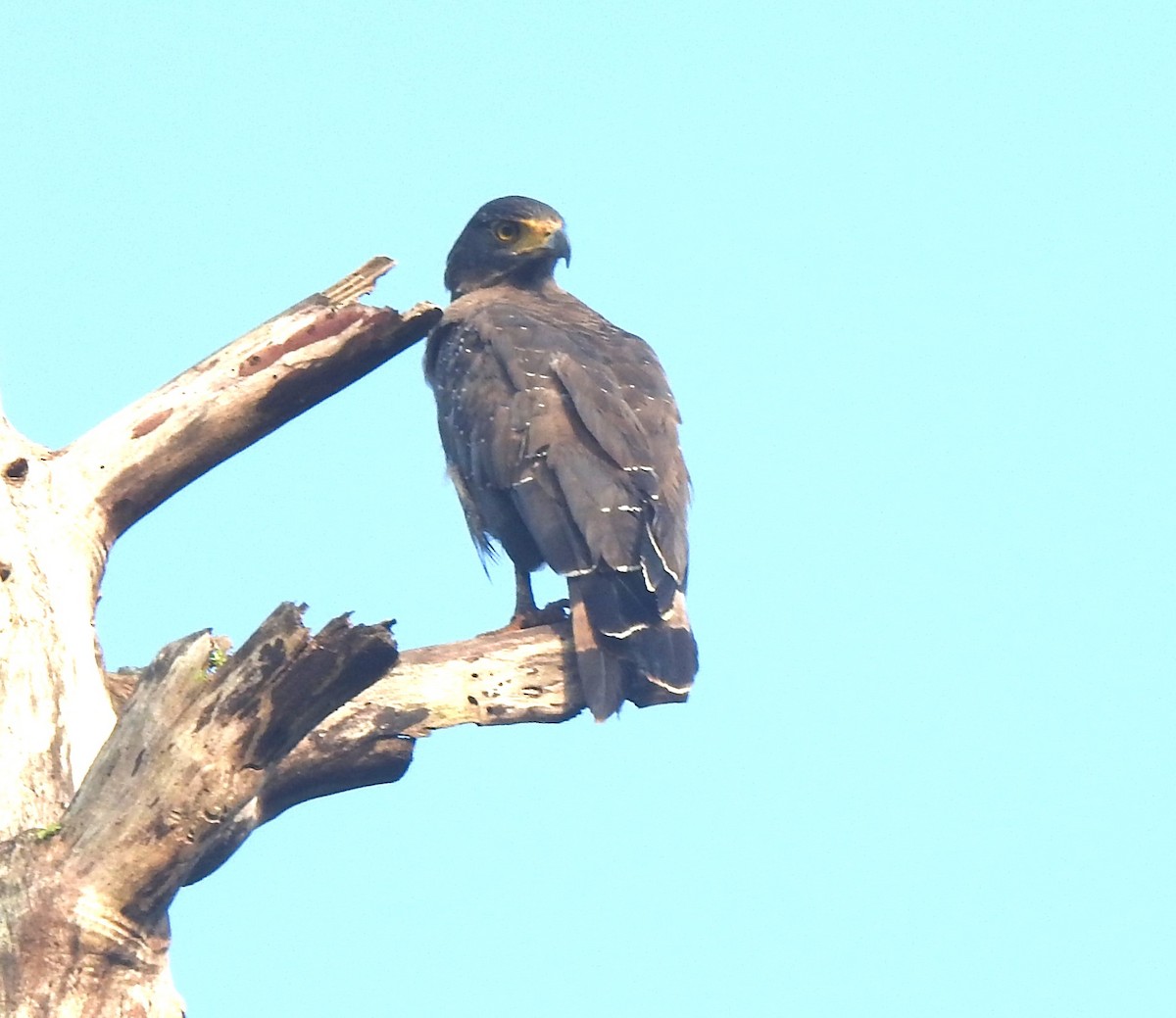Crested Serpent-Eagle - ML645478591