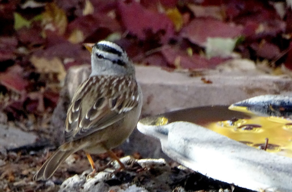 White-crowned Sparrow - ML645478593