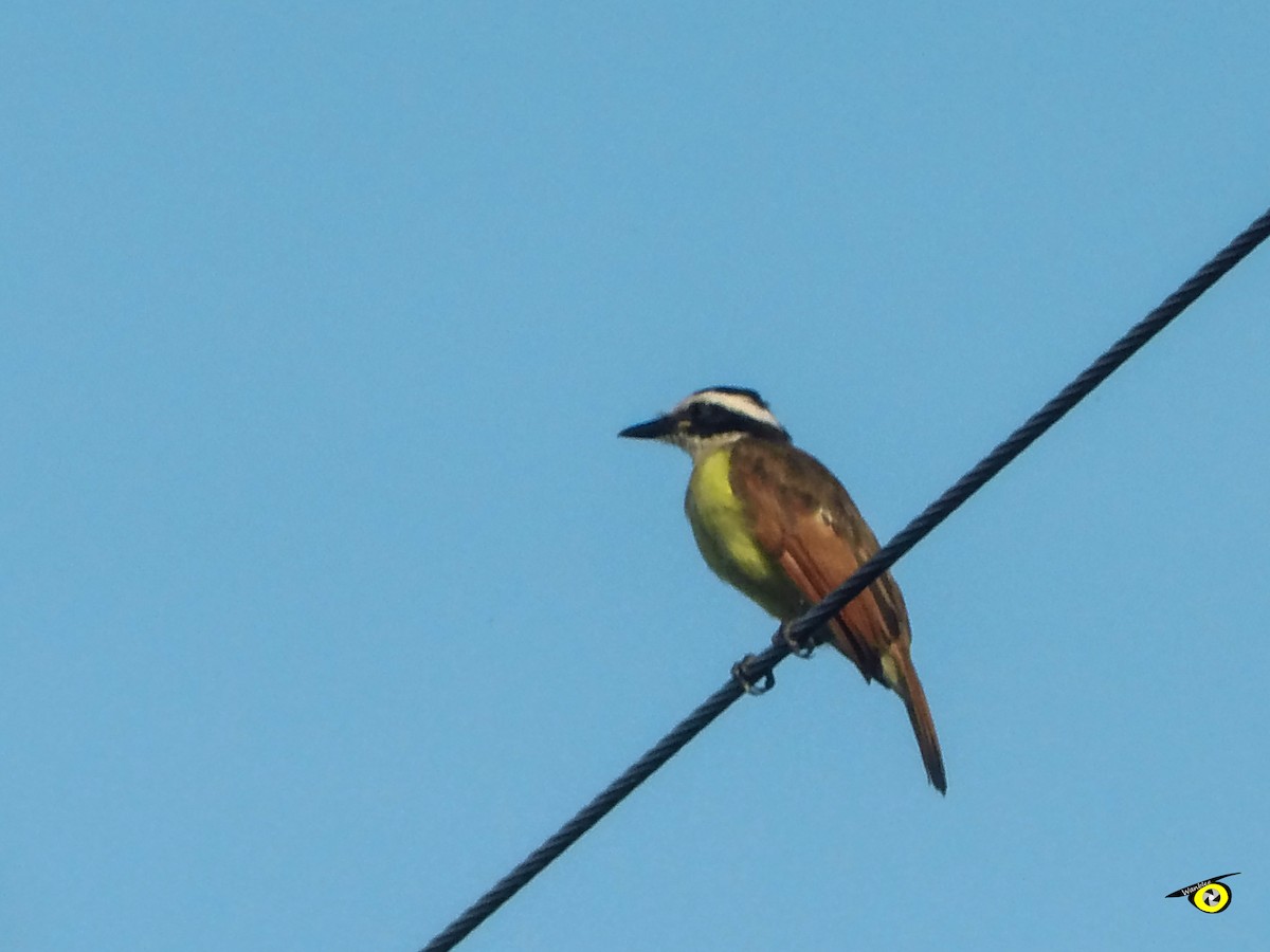 Great Kiskadee - ML645478594
