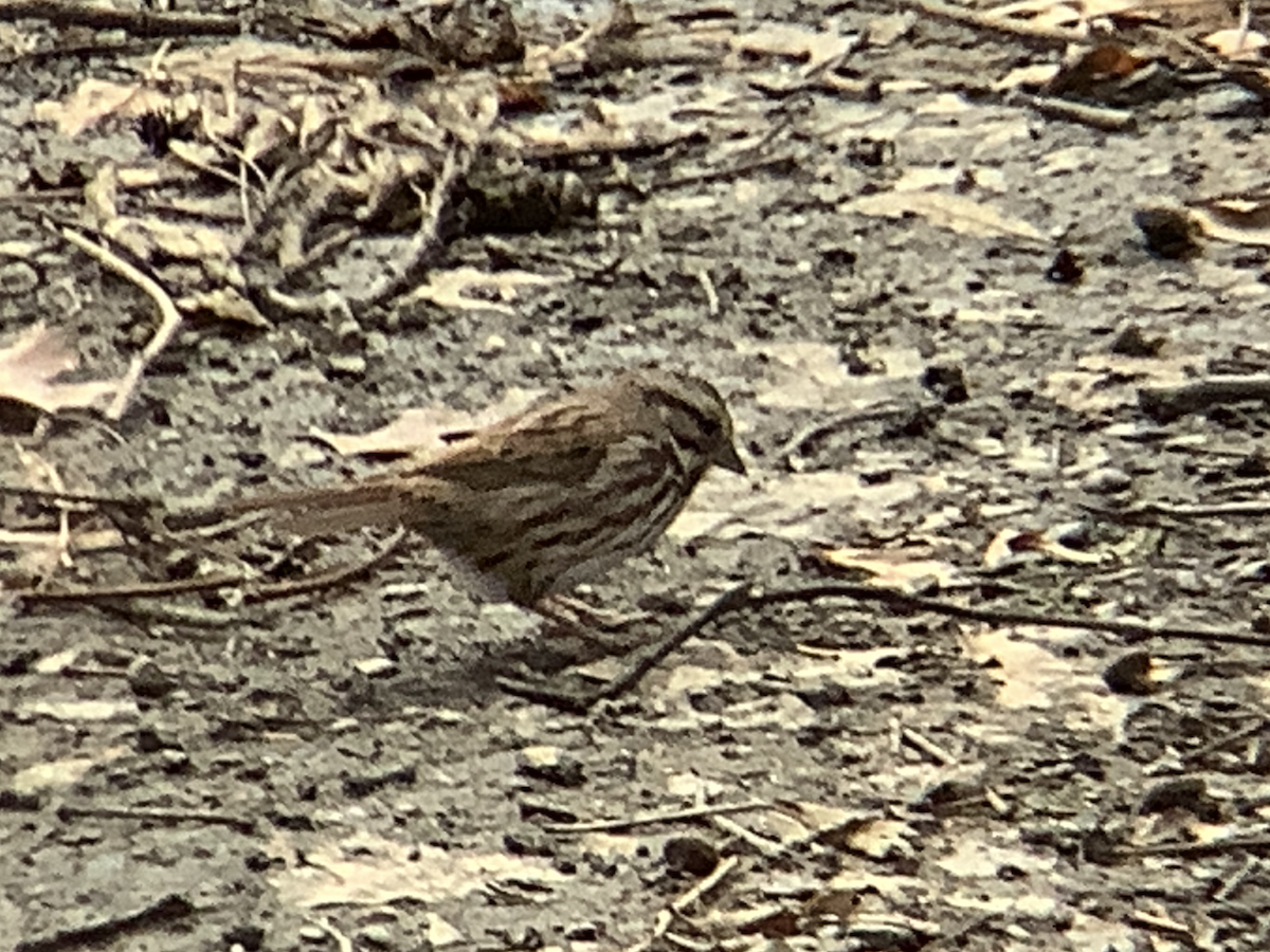 Song Sparrow - ML645478595