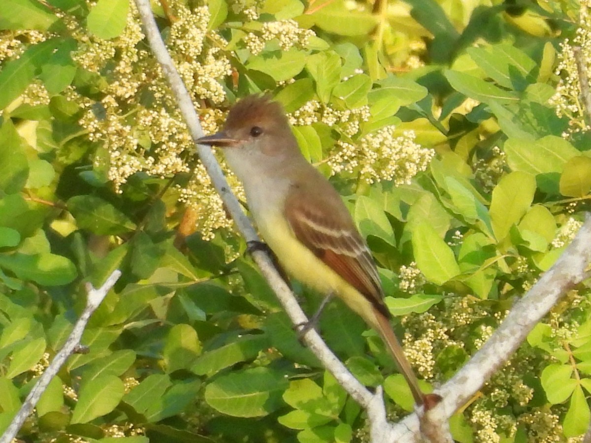 Brown-crested Flycatcher - ML645478597