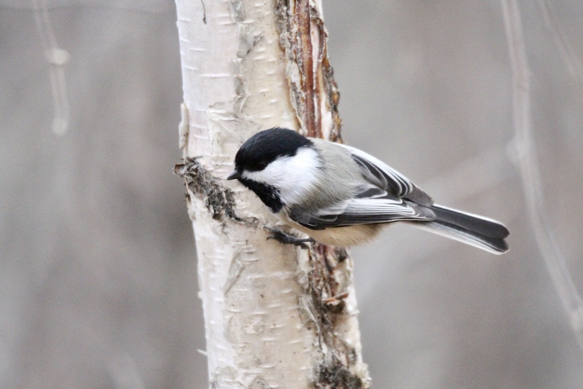 Black-capped Chickadee - ML645478598