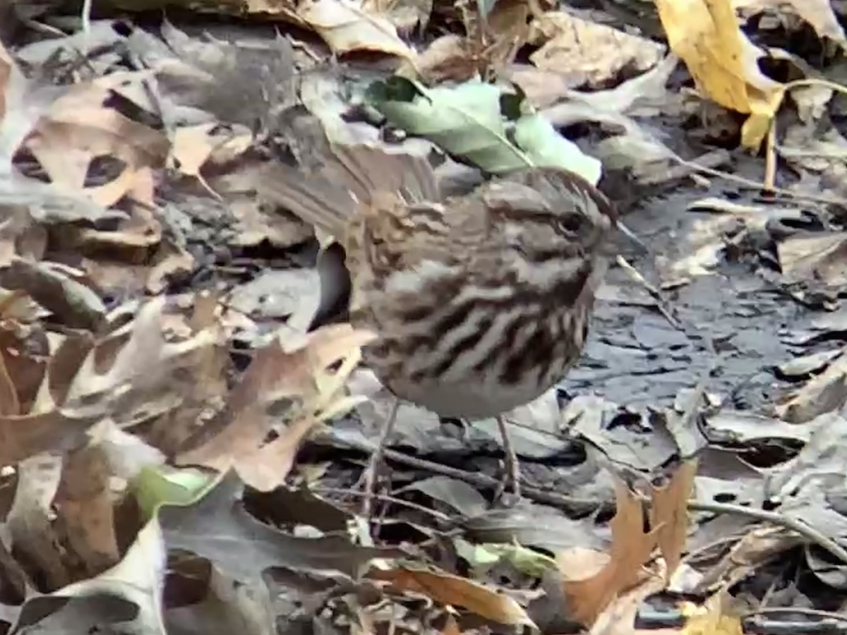 Song Sparrow - ML645478599