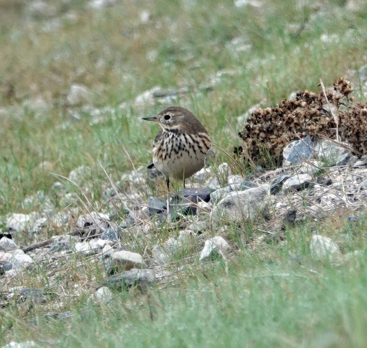 American Pipit - ML645478600