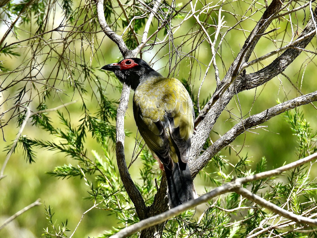 Australasian Figbird - ML645478601