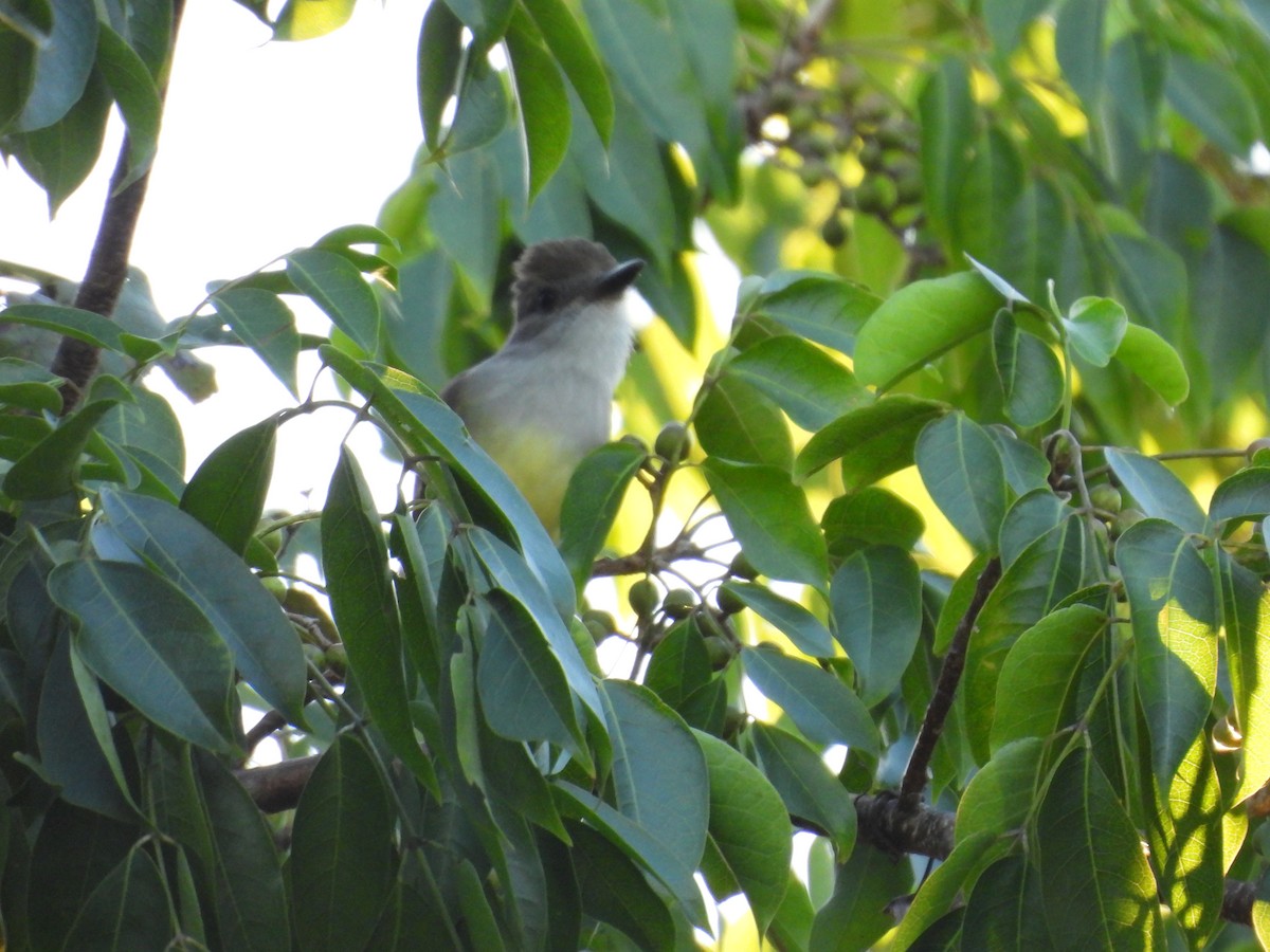 Brown-crested Flycatcher - ML645478602