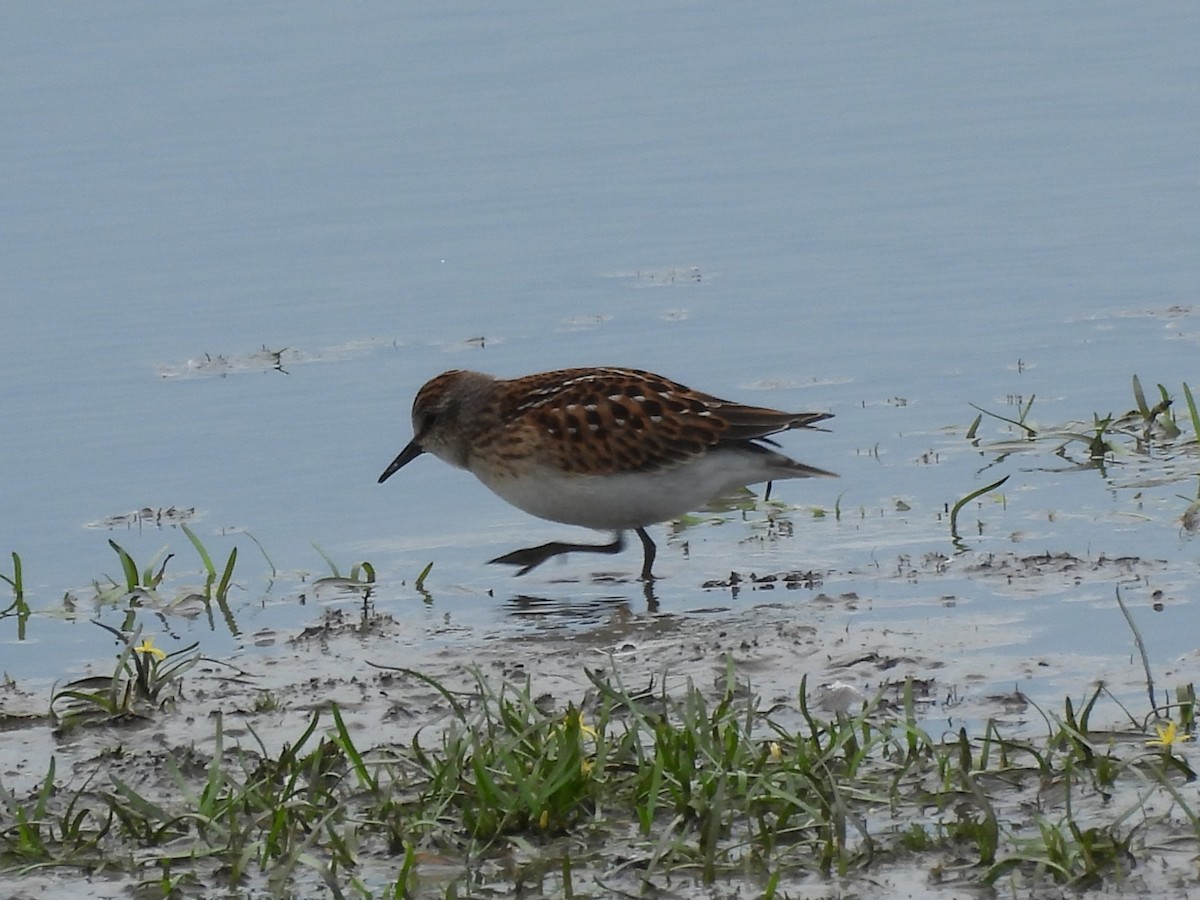 Semipalmated Sandpiper - ML645478605
