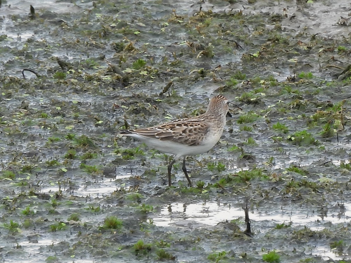 Semipalmated Sandpiper - ML645478606