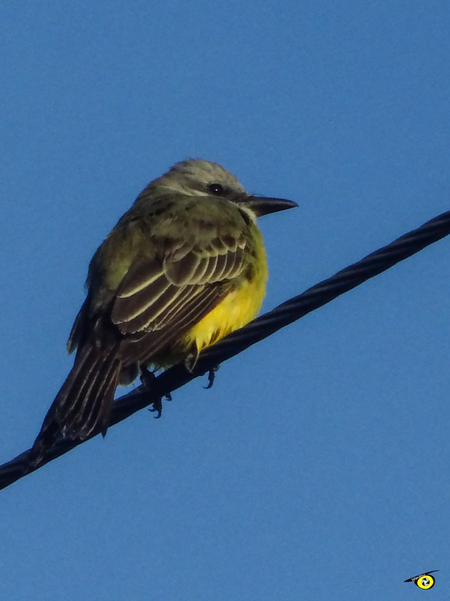 Tropical Kingbird - ML645478607