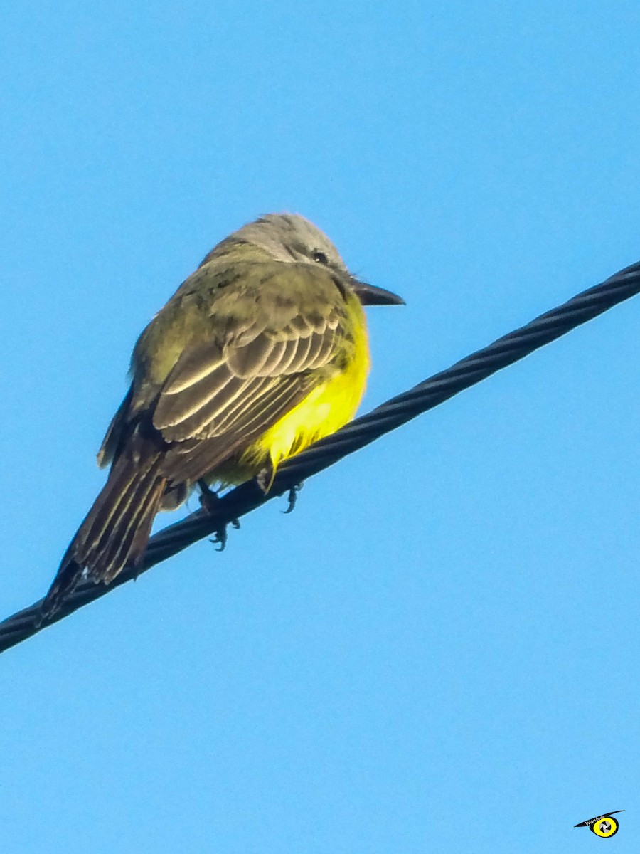 Tropical Kingbird - ML645478608