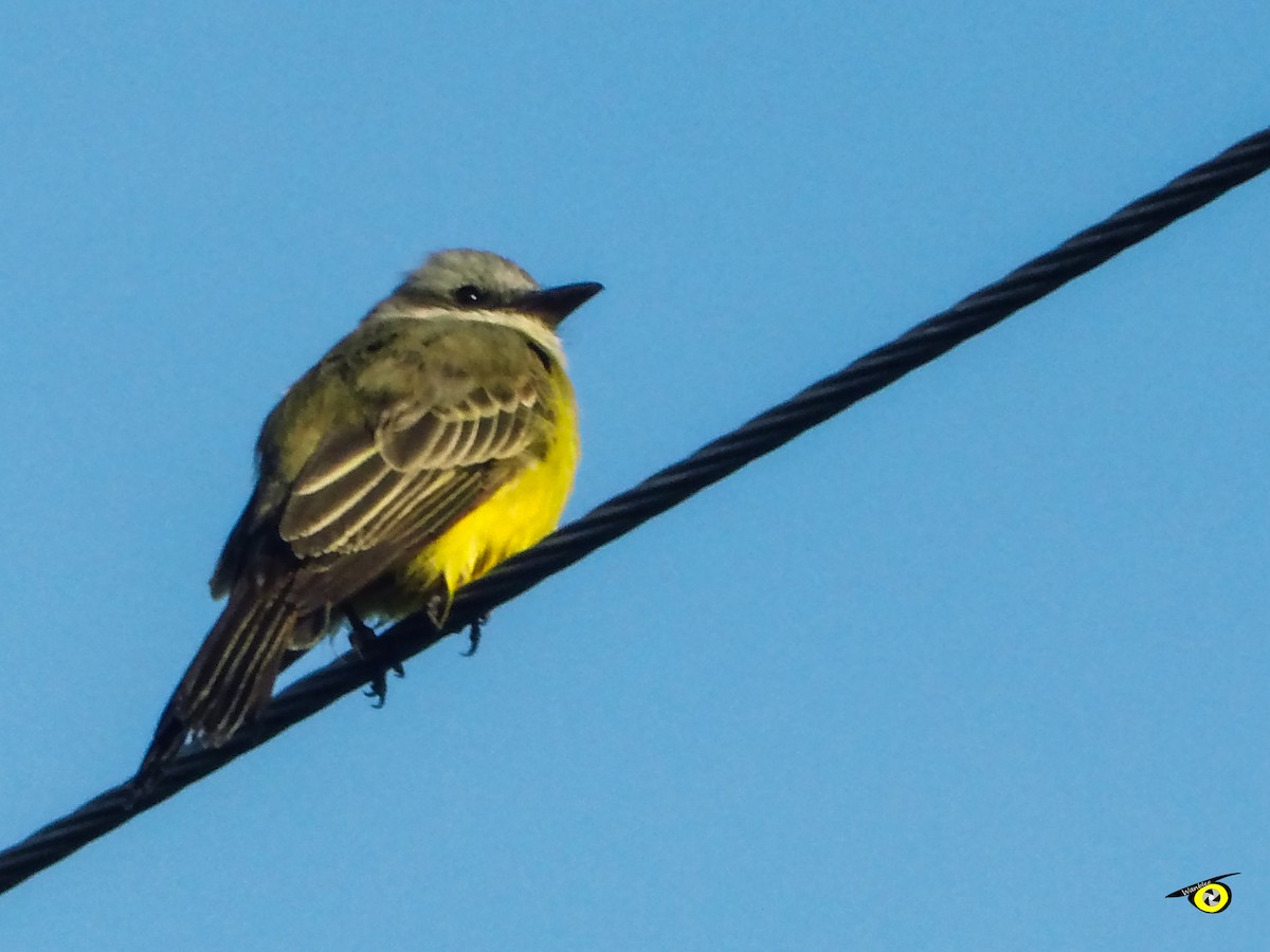 Tropical Kingbird - ML645478609