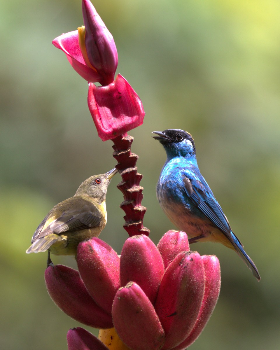Golden-naped Tanager - ML645478611