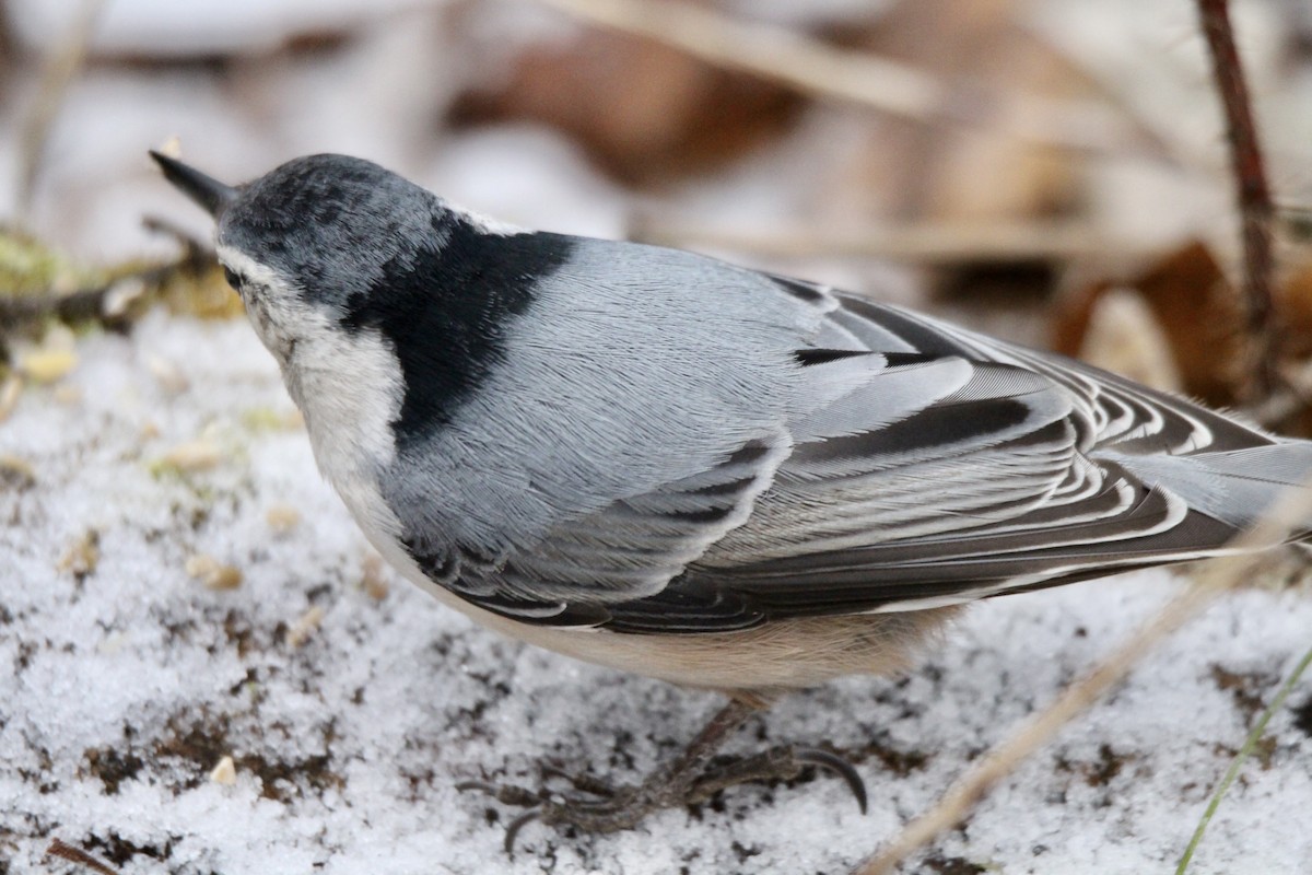 White-breasted Nuthatch (Eastern) - ML645478615