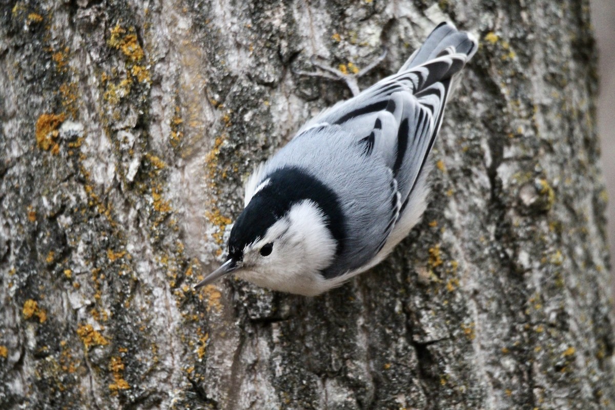 White-breasted Nuthatch (Eastern) - ML645478616